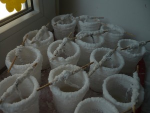 P1070166